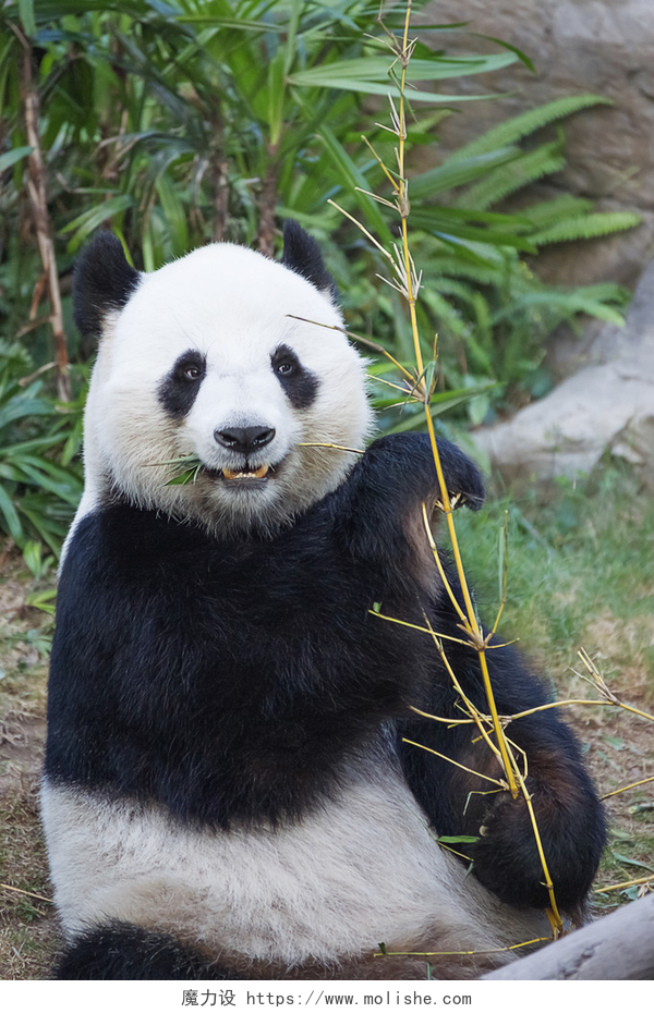 吃竹子的大熊猫大的熊猫吃竹子